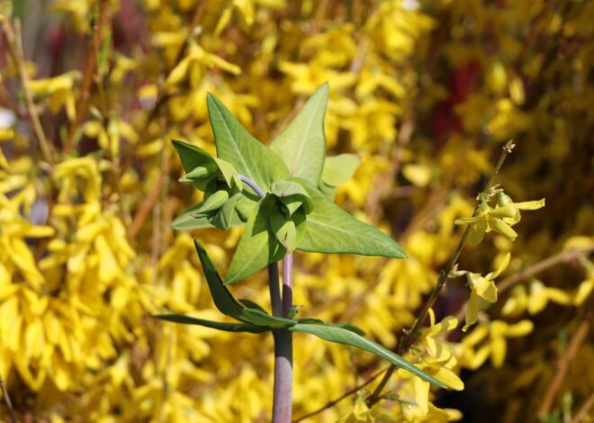 Kreuzblättrige Wolfsmilch – Botanik, Merkmale, Lebensraum und Bedeutung einer besonderen Euphorbien-Art