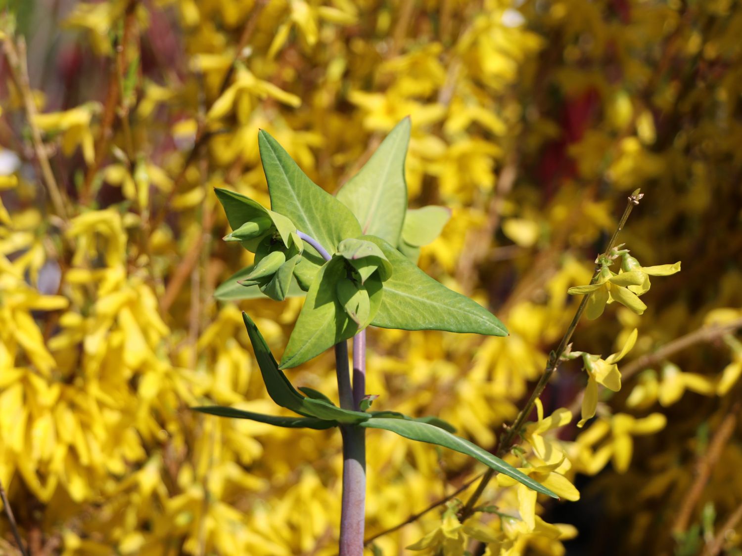 Kreuzblättrige Wolfsmilch – Botanik, Merkmale, Lebensraum und Bedeutung einer besonderen Euphorbien-Art